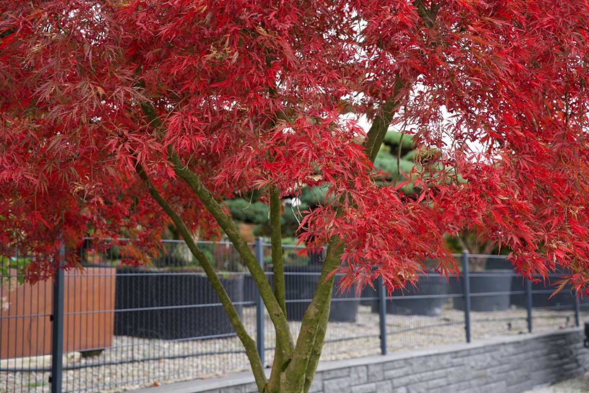 đ Acer palmatum âInaba-shidareâ â MehrstĂ€mmiger Japanischer FĂ€cherahorn mit elegantem, ĂŒberhĂ€ngendem Wuchs