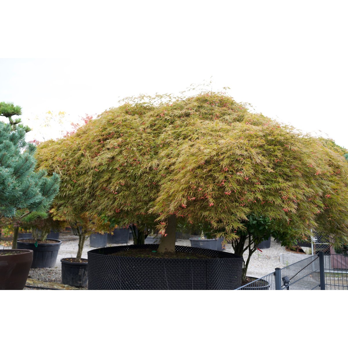 đ Acer palmatum âViridisâ â Alter Japanischer FĂ€cherahorn mit einzigartiger Geschichte
