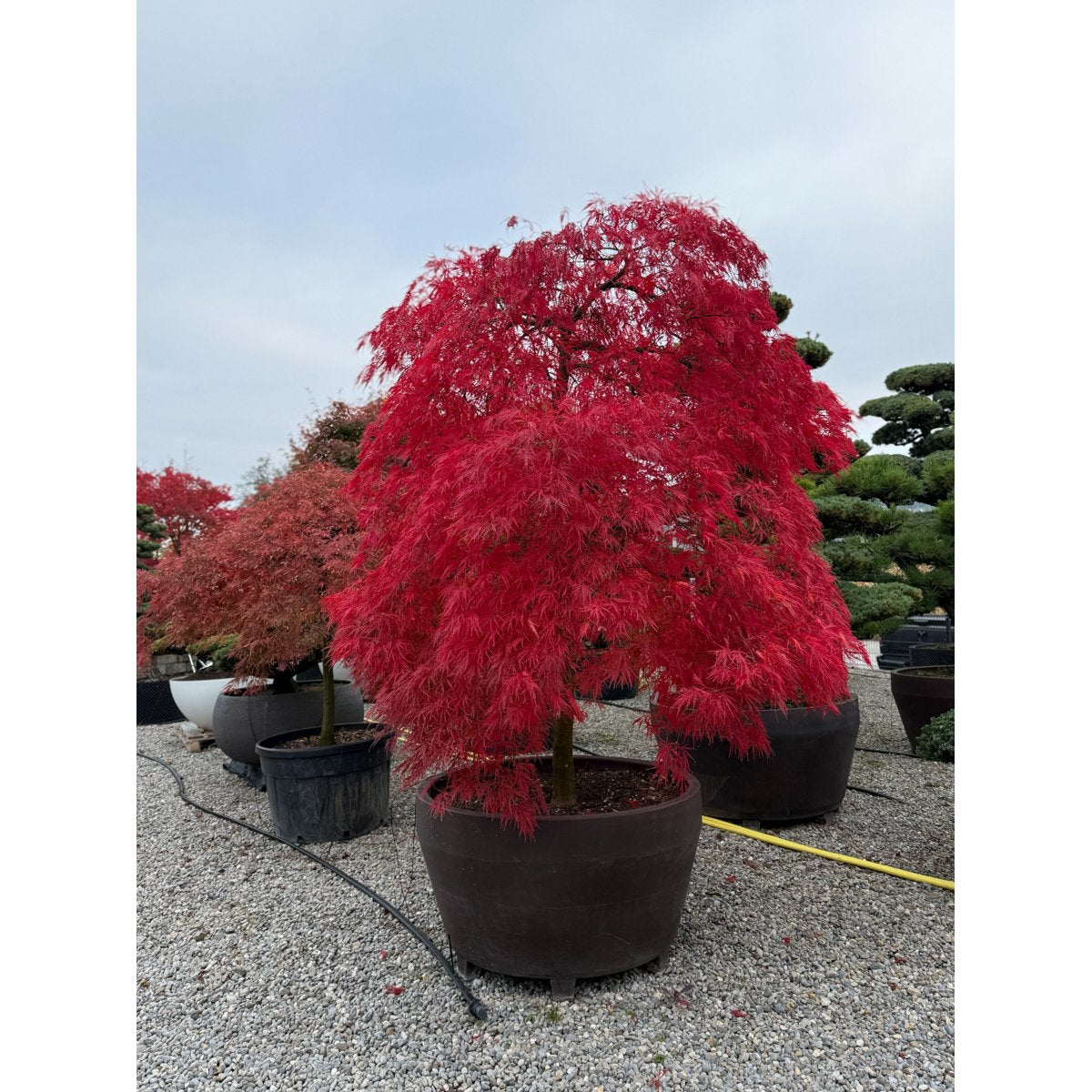 đ Acer palmatum âOrnatumâ â Japanischer FĂ€cherahorn mit edlem, ĂŒberhĂ€ngendem Wuchs