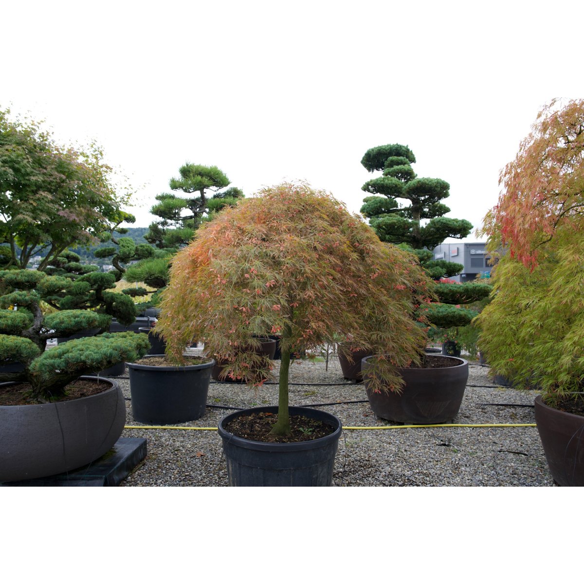 đ Acer palmatum âViridisâ â Japanischer FĂ€cherahorn mit elegantem, grĂŒnem Laub