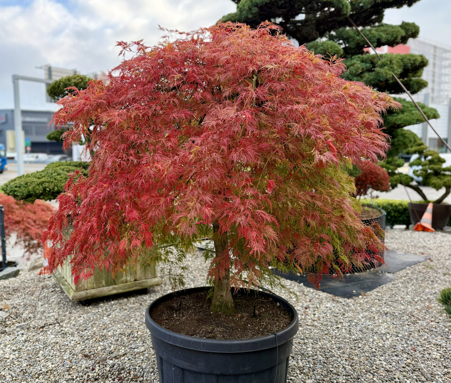đ Acer palmatum âViridisâ â Japanischer FĂ€cherahorn mit elegantem, grĂŒnem Laub