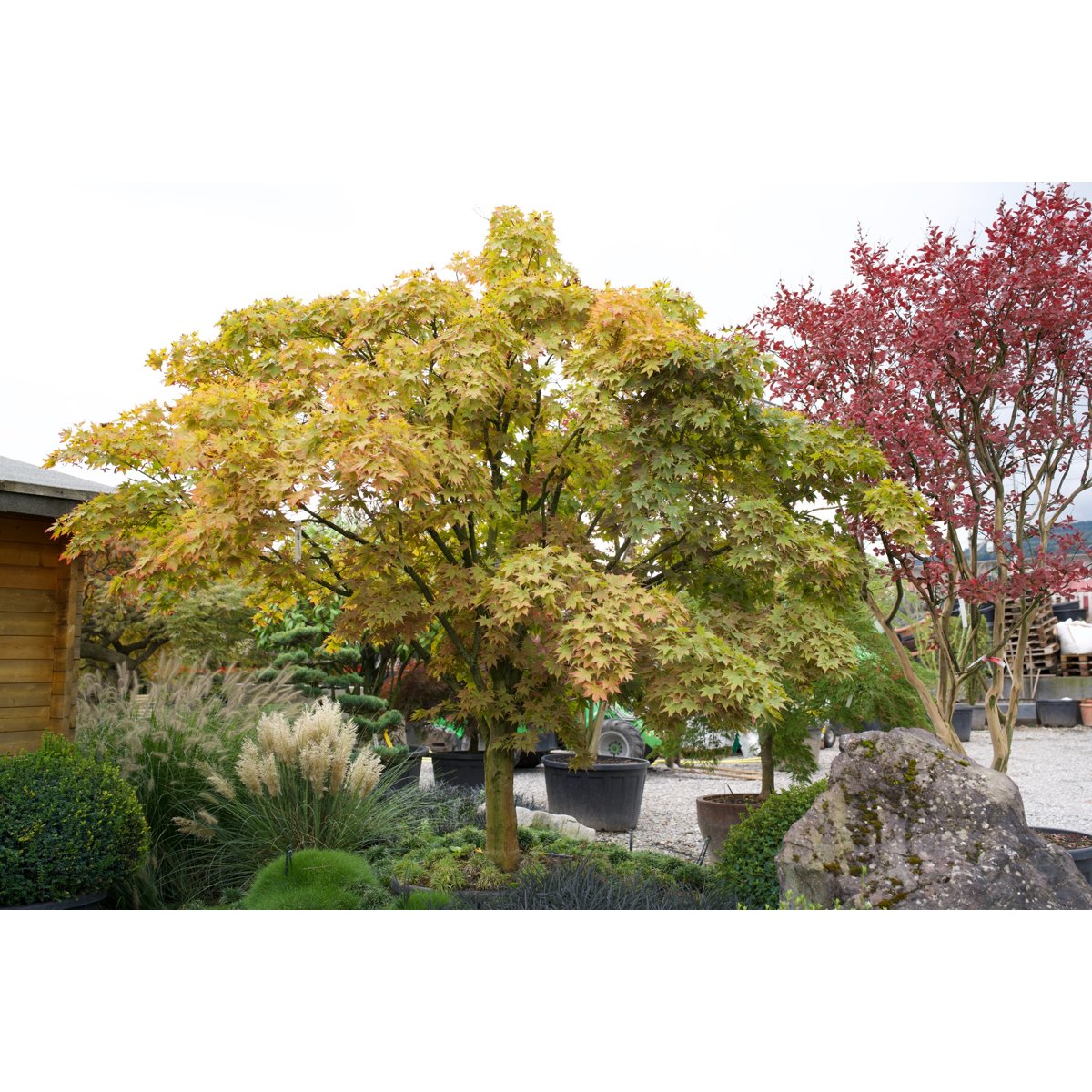 đ Acer palmatum âVerdeâ â Japanischer FĂ€cherahorn in PremiumgröĂe