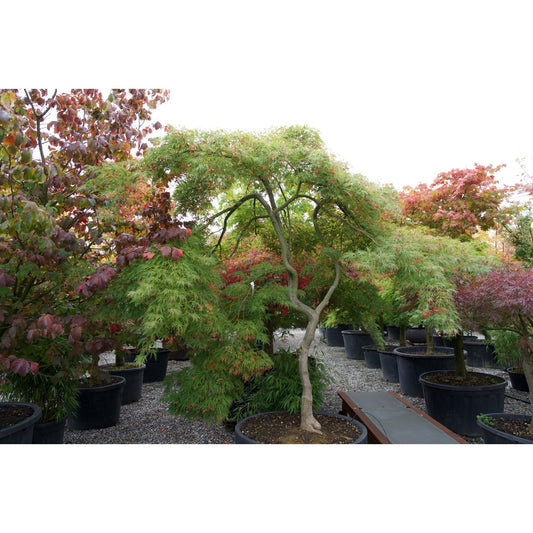 🍃 Acer palmatum ‘Viridis’ – Japanischer Fächerahorn in Best möglicher Qualität