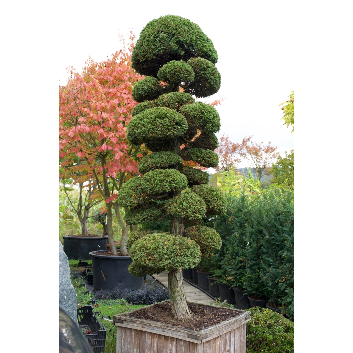 đČ Chamaecyparis obtusa âNana Gracilisâ â Japanische Muschelzypresse als Gartenbonsai