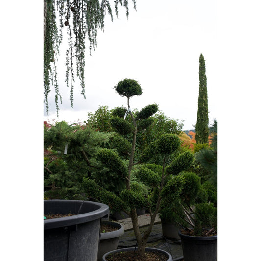 🌲 Chamaecyparis × leylandii ‘Castle’ – Formgehölz in edler Premiumqualität