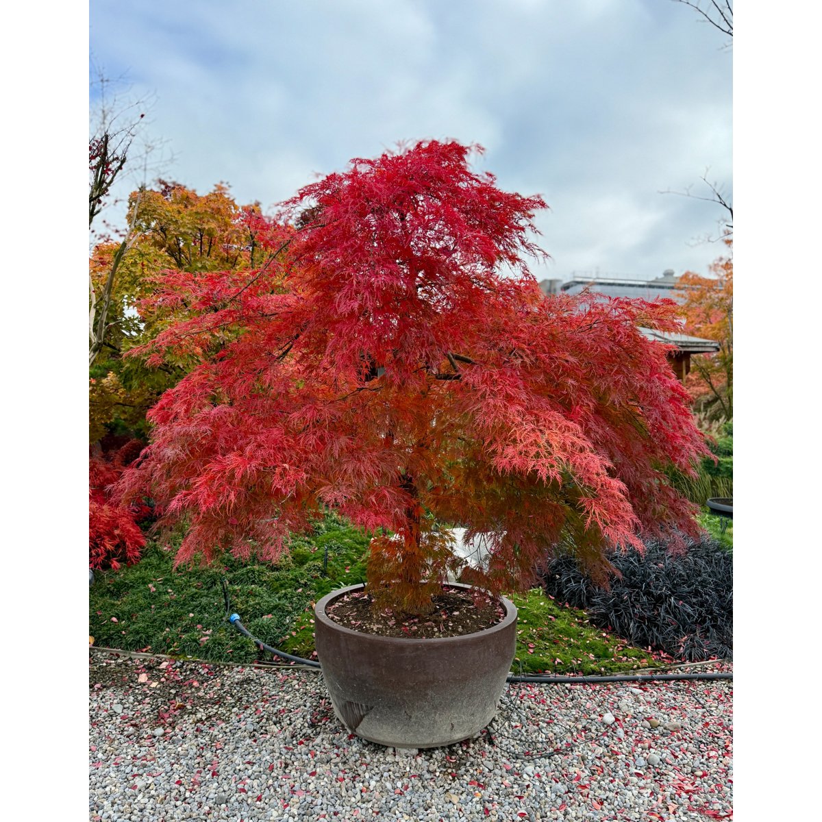 đ Acer palmatum âViridisâ â Japanischer FĂ€cherahorn mit elegantem, grĂŒnem Laub