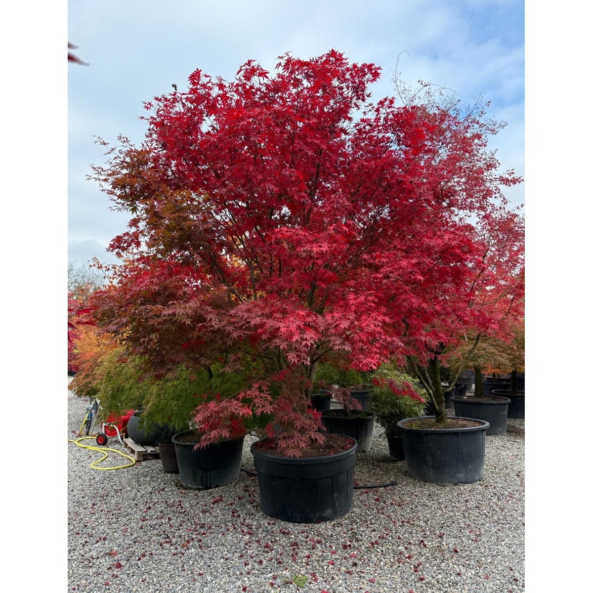 đ Acer palmatum (Acer polymorphum) â Der klassische Japanische FĂ€cherahorn