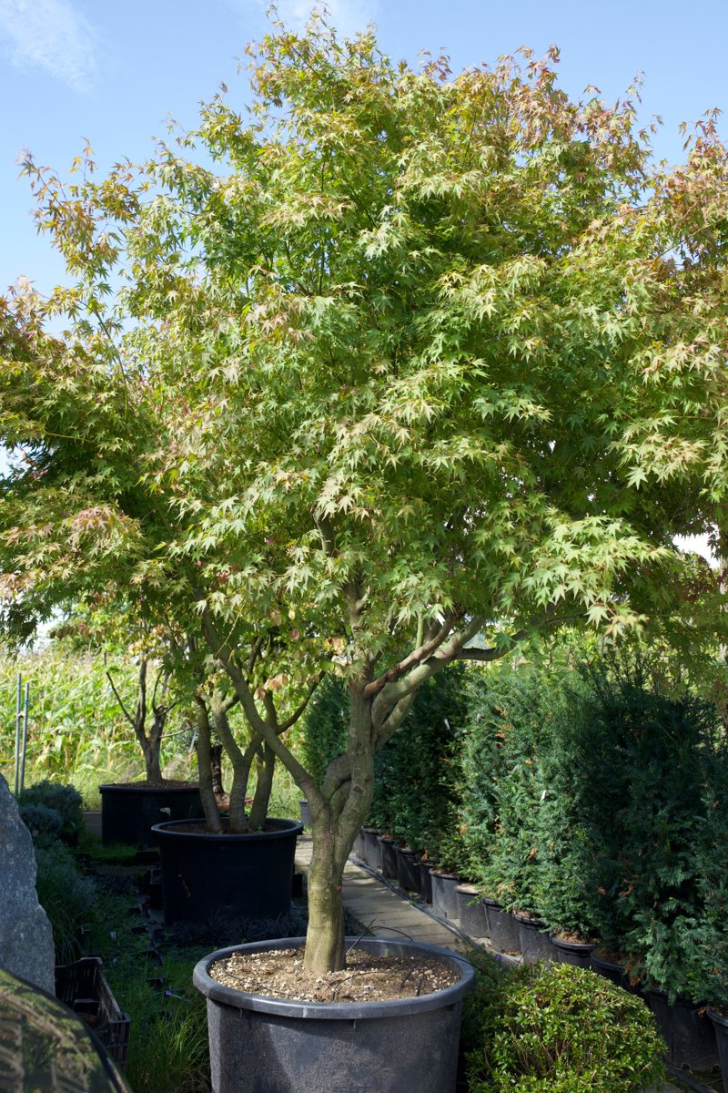 Acer palmatum kaufen – Aufrechter Japanischer Fächerahorn mit Herbstfärbung- mehrstämmig