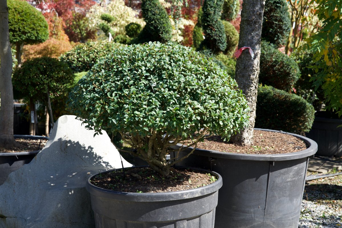 Osmanthus × burkwoodii kaufen – Mehrstämmige Duftblüte als eleganter Solitär