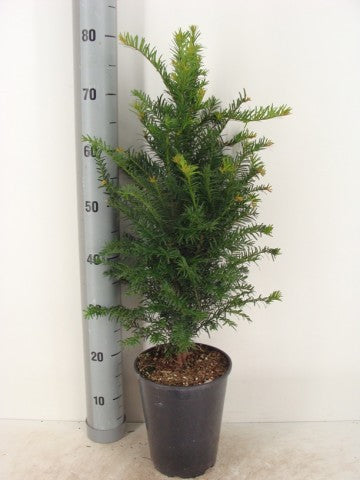 Taxus baccata, Europäische Eibe
