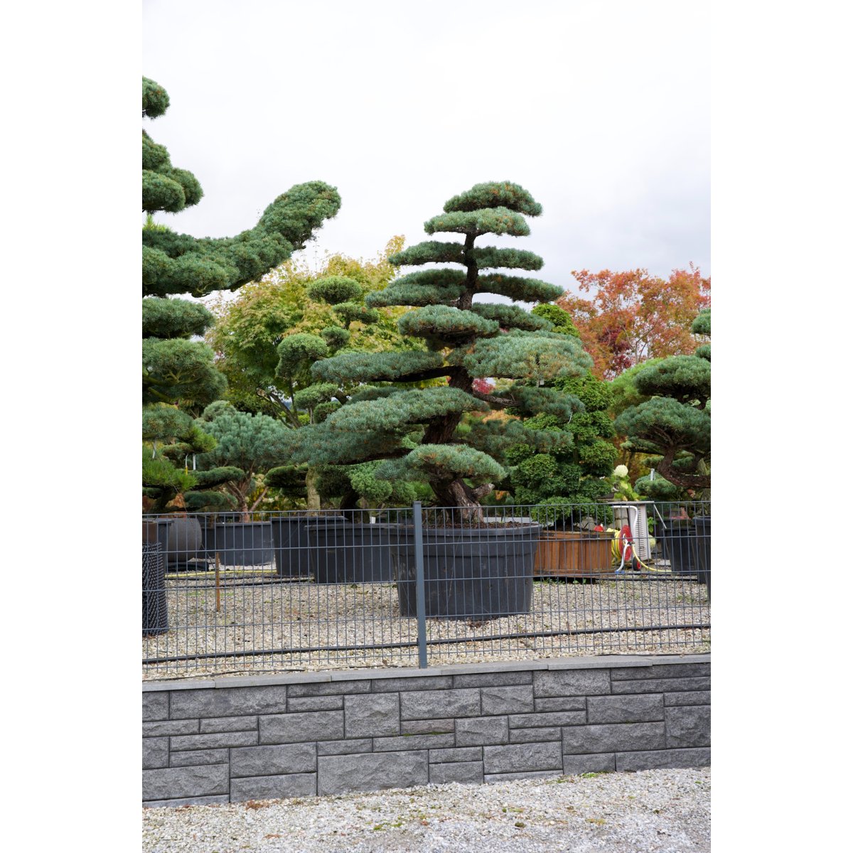 Pinus pentaphylla- Mädchenkiefer Gartenbonsai