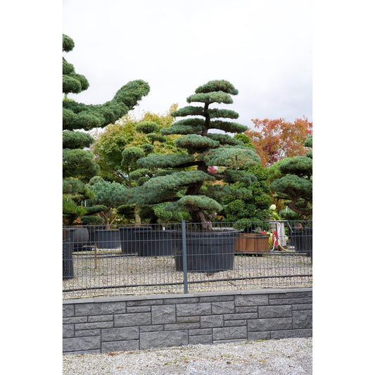Pinus pentaphylla- Mädchenkiefer Gartenbonsai