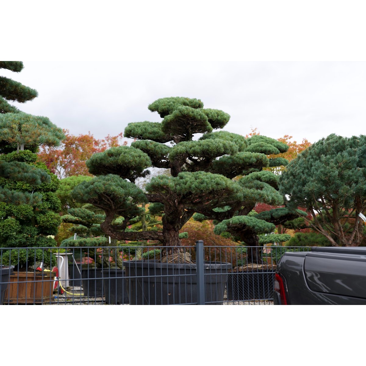 Pinus pentaphylla- Mädchenkiefer Gartenbonsai