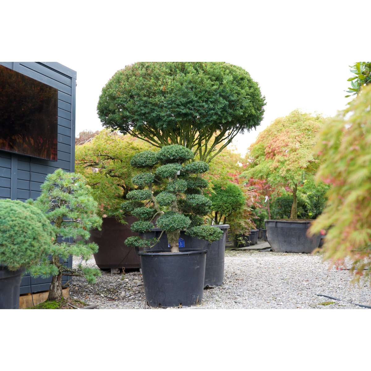 🌳 Ilex crenata – Japanischer Gartenbonsai in Premiumqualität