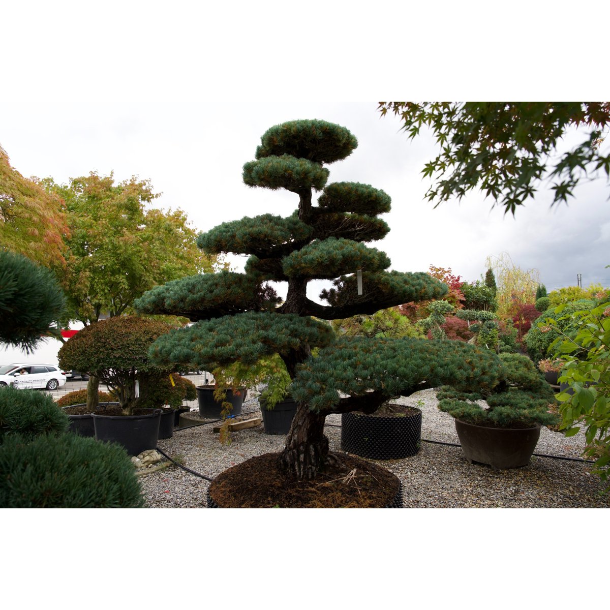 Pinus pentaphylla- Mädchenkiefer Gartenbonsai