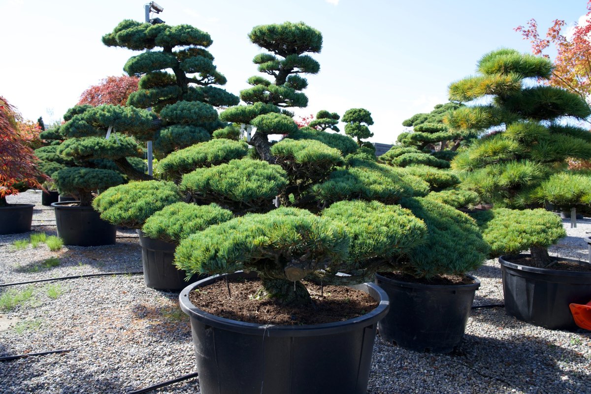 Pinus pentaphylla Niwaki kaufen – Japanische Mädchen-Kiefer als Gartenbonsai