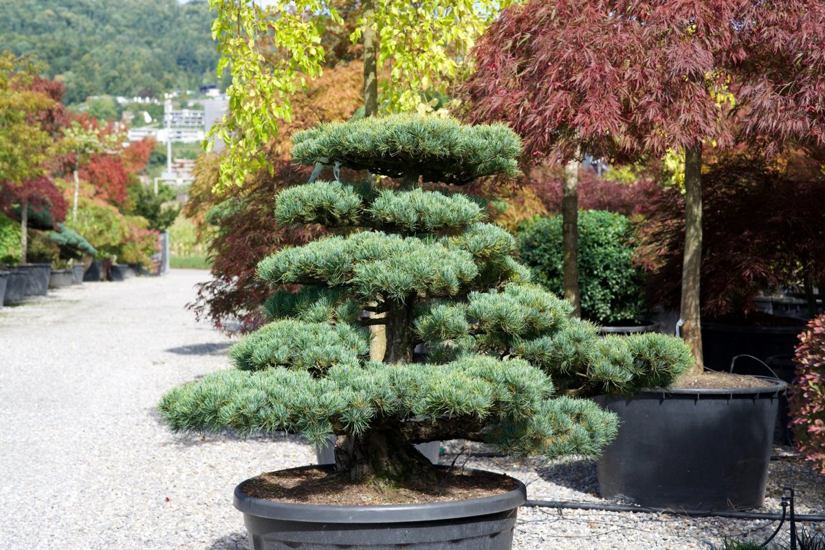 Pinus pentaphylla Niwaki kaufen – Japanische Mädchen-Kiefer als Gartenbonsai
