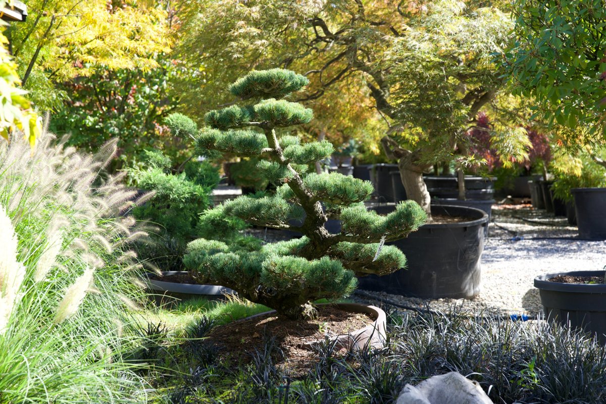 Pinus pentaphylla Niwaki kaufen – Japanische Mädchen-Kiefer als Gartenbonsai