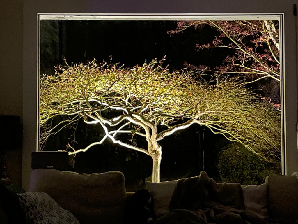 Japanische Ahorne – Acer palmatum online kaufen für Garten & Terrasse