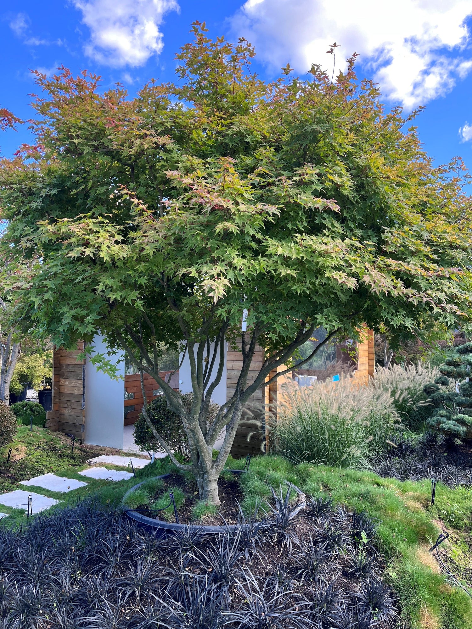 Solitärbäume für Terrasse & Garten – Charakterbäume mit Stil