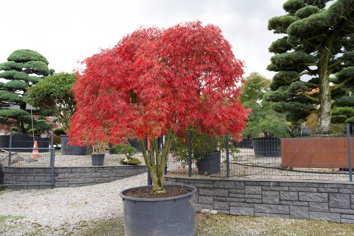🍁 Acer palmatum ‘Inaba-shidare’ – Mehrstämmiger Japanischer Fächerahorn mit elegantem, überhängendem Wuchs