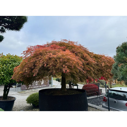 🍃 Acer palmatum ‘Viridis’ – Alter Japanischer Fächerahorn mit einzigartiger Geschichte