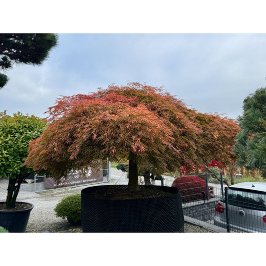 🍃 Acer palmatum ‘Viridis’ – Alter Japanischer Fächerahorn mit einzigartiger Geschichte