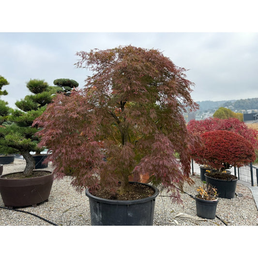 🍃 Acer palmatum ‘Viridis’ – Alter Japanischer Fächerahorn mit einzigartiger Geschichte