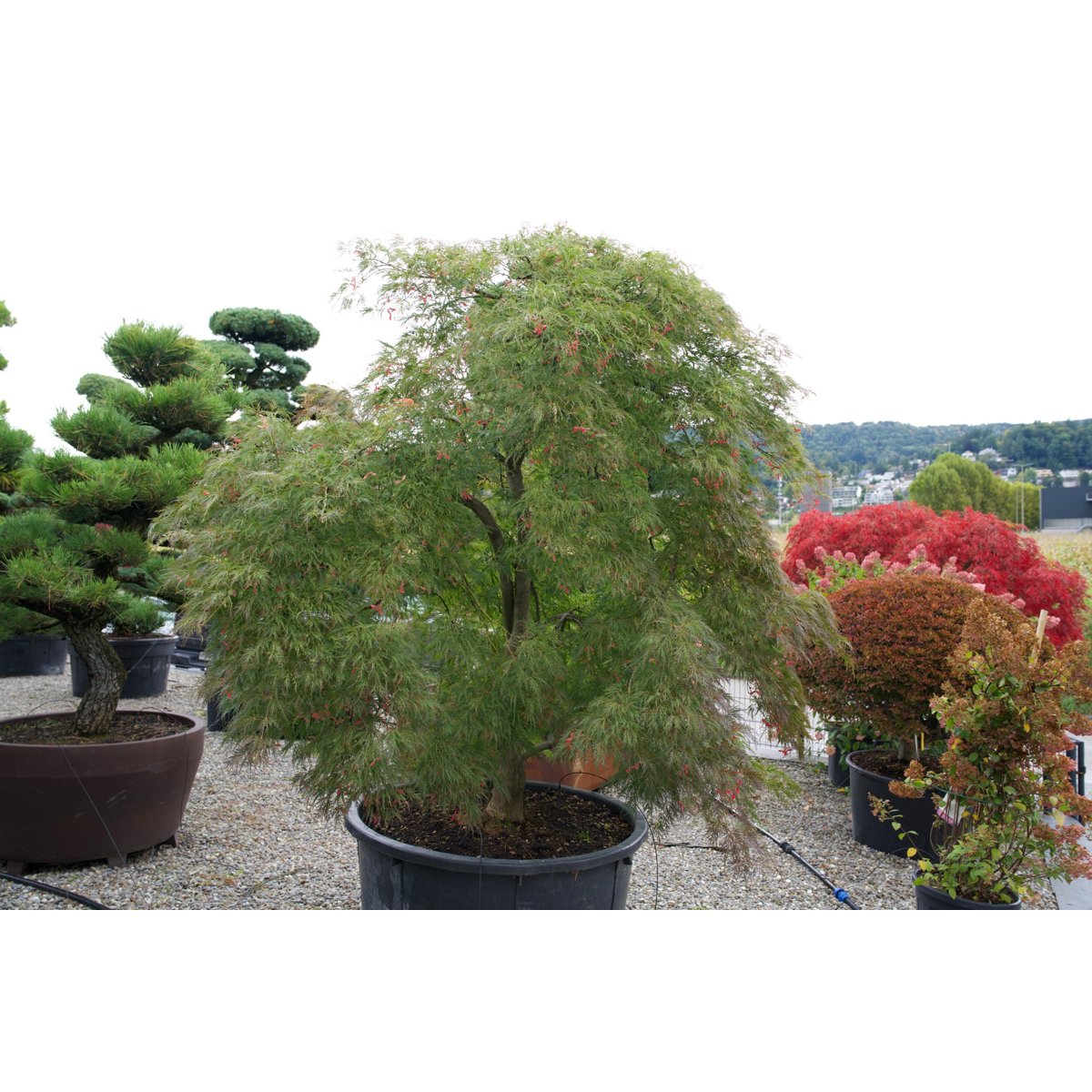 🍃 Acer palmatum ‘Viridis’ – Alter Japanischer Fächerahorn mit einzigartiger Geschichte