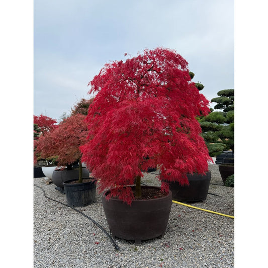 🍁 Acer palmatum ‘Ornatum’ – Japanischer Fächerahorn mit edlem, überhängendem Wuchs