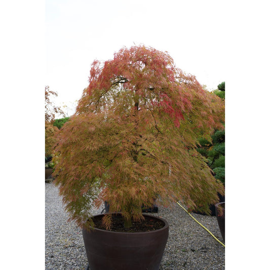 🍁 Acer palmatum ‘Ornatum’ – Japanischer Fächerahorn mit edlem, überhängendem Wuchs