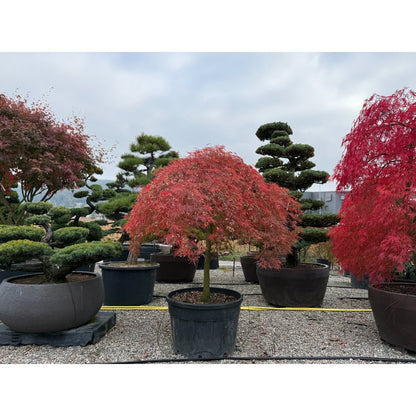 🍃 Acer palmatum ‘Viridis’ – Japanischer Fächerahorn mit elegantem, grünem Laub