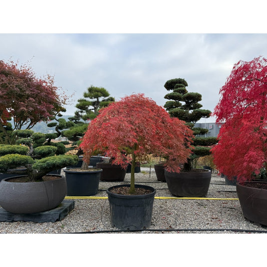 🍃 Acer palmatum ‘Viridis’ – Japanischer Fächerahorn mit elegantem, grünem Laub