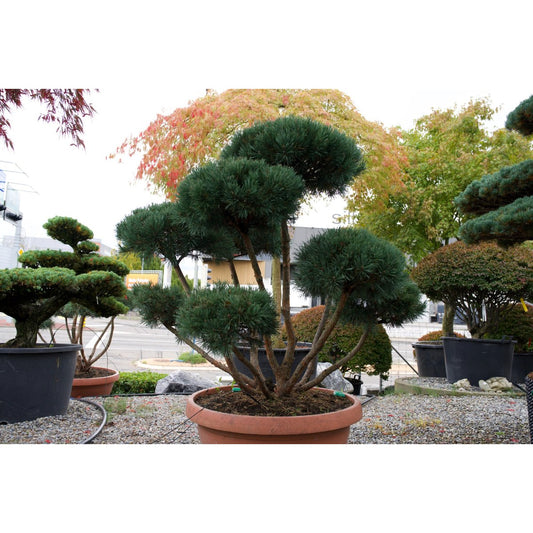 🌲 Pinus thunbergii – Japanische Schwarzkiefer in Pon-Pon-Form