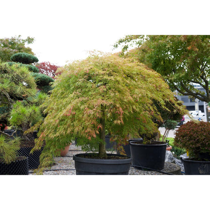 🍃 Acer palmatum ‘Viridis’ – Japanischer Fächerahorn mit elegantem, grünem Laub