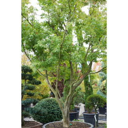 🍁 Acer palmatum – Der klassische Japanische Fächerahorn