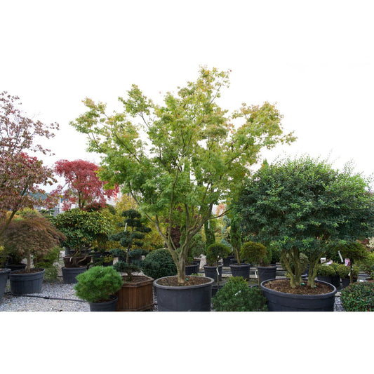 🍁 Acer palmatum – Der klassische Japanische Fächerahorn
