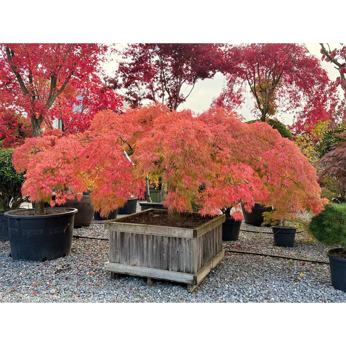 🍃 Acer palmatum ‘Viridis’ – Japanischer Fächerahorn mit elegantem, grünem Laub