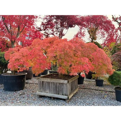 🍃 Acer palmatum ‘Viridis’ – Japanischer Fächerahorn mit elegantem, grünem Laub