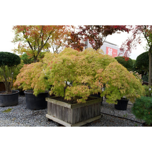 🍃 Acer palmatum ‘Viridis’ – Japanischer Fächerahorn mit elegantem, grünem Laub
