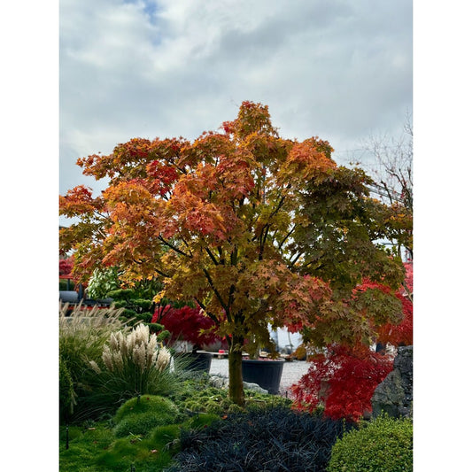 🍃 Acer palmatum ‘Verde’ – Japanischer Fächerahorn in Premiumgröße