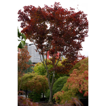 🍁 Acer palmatum ‘Fireglow’ – Japanischer Fächerahorn mit intensiver roter Leuchtkraft