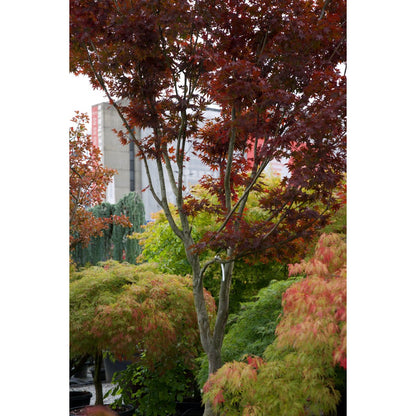 🍁 Acer palmatum ‘Fireglow’ – Japanischer Fächerahorn mit intensiver roter Leuchtkraft