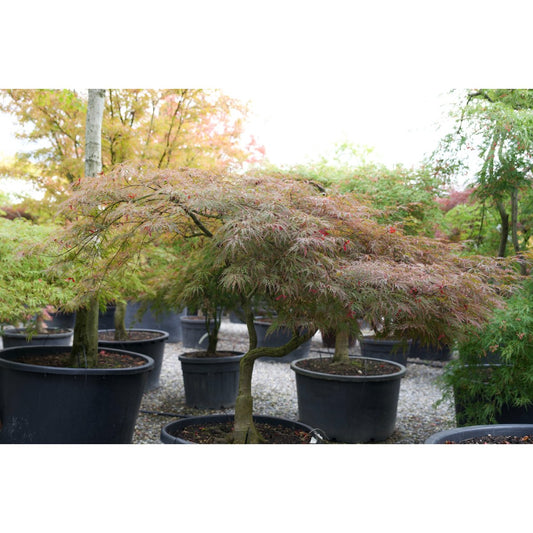 🍁 Acer palmatum ‘Garnet’ – Japanischer Fächerahorn mit elegant überhängendem Wuchs