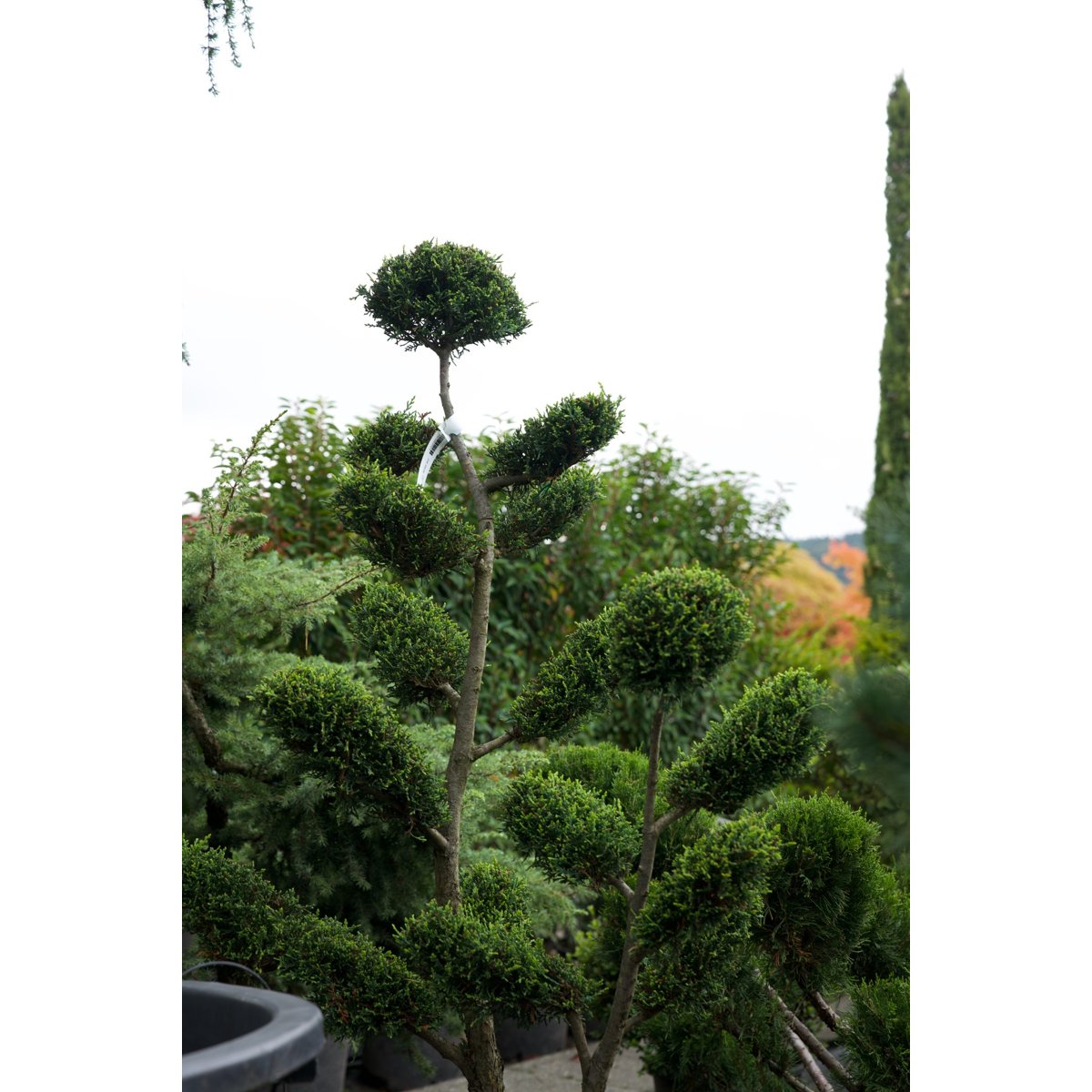 🌲 Chamaecyparis × leylandii ‘Castle’ – Formgehölz in edler Premiumqualität