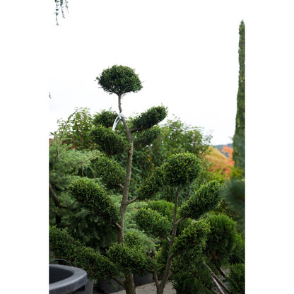 🌲 Chamaecyparis × leylandii ‘Castle’ – Formgehölz in edler Premiumqualität