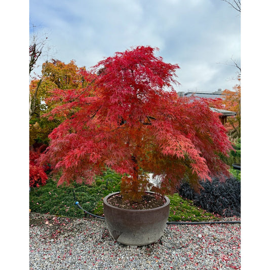 🍃 Acer palmatum ‘Viridis’ – Japanischer Fächerahorn mit elegantem, grünem Laub