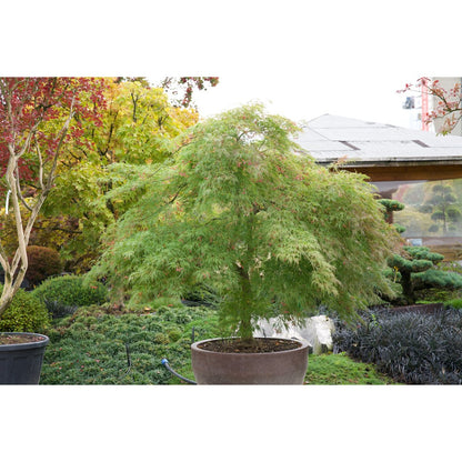 🍃 Acer palmatum ‘Viridis’ – Japanischer Fächerahorn mit elegantem, grünem Laub