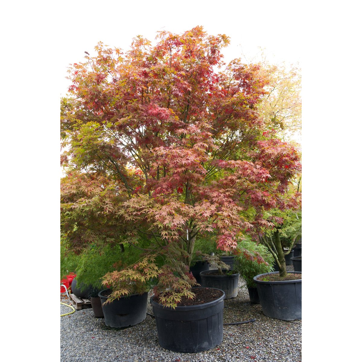 🍁 Acer palmatum (Acer polymorphum) – Der klassische Japanische Fächerahorn
