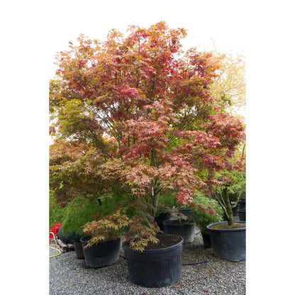 🍁 Acer palmatum (Acer polymorphum) – Der klassische Japanische Fächerahorn